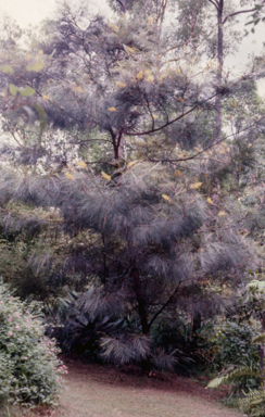APII jpeg image of Grevillea 'Honey Gem'  © contact APII
