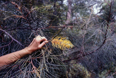 APII jpeg image of Grevillea 'Honey Gem'  © contact APII