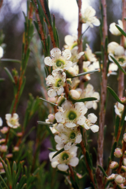 APII jpeg image of Homalospermum firmum  © contact APII