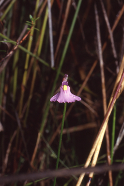 APII jpeg image of Utricularia barkeri  © contact APII