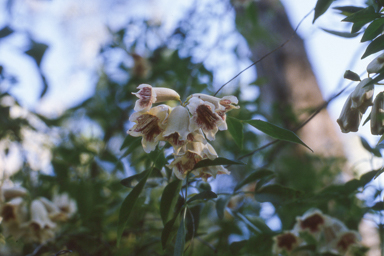 APII jpeg image of Pandorea pandorana  © contact APII