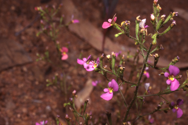 APII jpeg image of Stylidium inaequipetalum  © contact APII