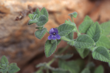 APII jpeg image of Adenosma muelleri  © contact APII