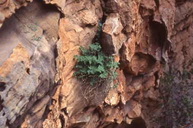 APII jpeg image of Adenosma muelleri  © contact APII