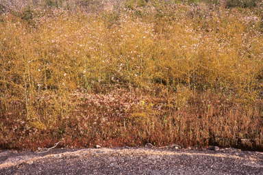 APII jpeg image of Drosera gigantea  © contact APII