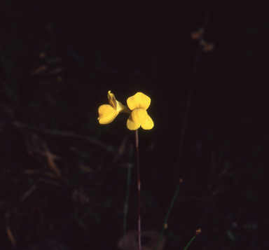 APII jpeg image of Utricularia odorata  © contact APII