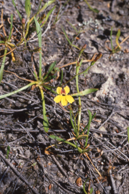 APII jpeg image of Goodenia humilis  © contact APII