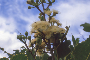 APII jpeg image of Corymbia foelscheana  © contact APII