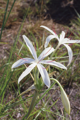 APII jpeg image of Crinum arenarium  © contact APII