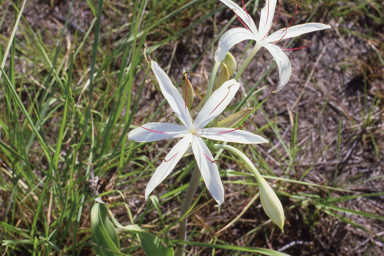 APII jpeg image of Crinum arenarium  © contact APII