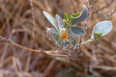 APII jpeg image of Tephrosia lasiochlaena  © contact APII