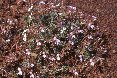 APII jpeg image of Stylidium induratum  © contact APII