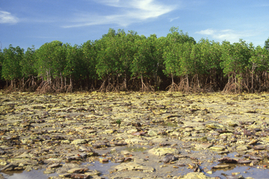 APII jpeg image of Rhizophora stylosa  © contact APII