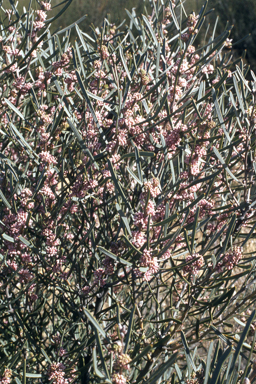 APII jpeg image of Hakea erecta  © contact APII