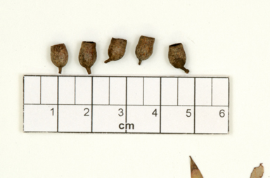 APII jpeg image of Corymbia blakei  © contact APII