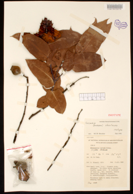 APII jpeg image of Corymbia chartacea  © contact APII