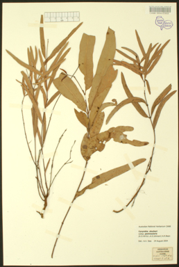 APII jpeg image of Corymbia hylandii subsp. peninsularis  © contact APII