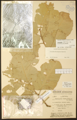 APII jpeg image of Corymbia karelgica  © contact APII