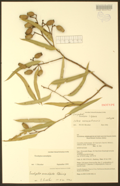 APII jpeg image of Corymbia ligans subsp. novocastrensis  © contact APII