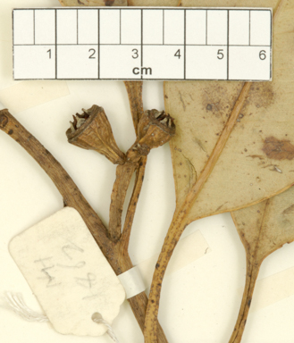 APII jpeg image of Eucalyptus pellita  © contact APII