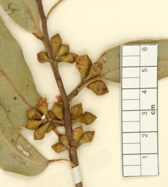 APII jpeg image of Eucalyptus punctata  © contact APII