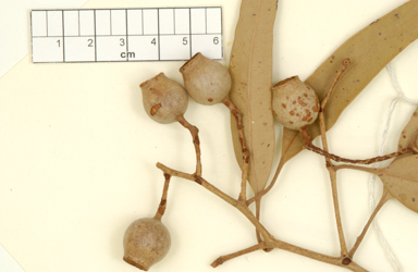 APII jpeg image of Corymbia greeniana  © contact APII