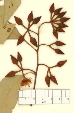 APII jpeg image of Eucalyptus brassiana  © contact APII