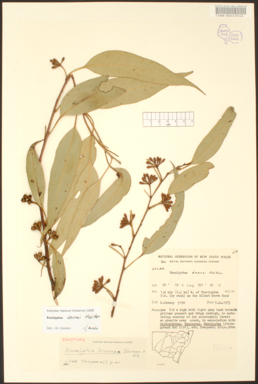 APII jpeg image of Eucalyptus deanei  © contact APII