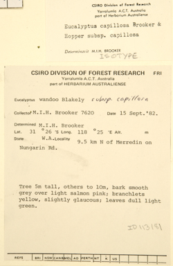 APII jpeg image of Eucalyptus capillosa subsp. capillosa  © contact APII