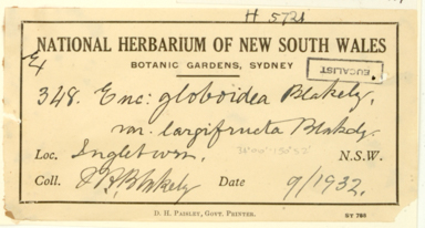 APII jpeg image of Eucalyptus globoidea x Eucalyptus  © contact APII