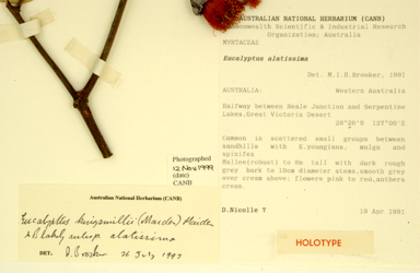 APII jpeg image of Eucalyptus kingsmillii subsp. alatissima  © contact APII