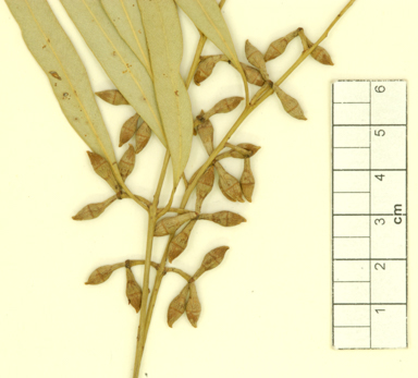 APII jpeg image of Eucalyptus mannensis subsp. vespertina  © contact APII