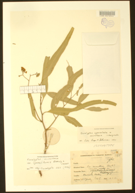 APII jpeg image of Eucalyptus cyanoclada  © contact APII