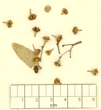 APII jpeg image of Eucalyptus cyanoclada  © contact APII