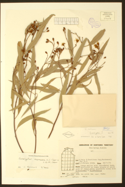 APII jpeg image of Corymbia eremaea  © contact APII