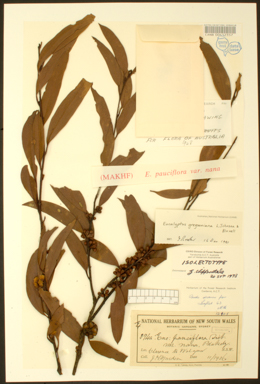 APII jpeg image of Eucalyptus gregsoniana  © contact APII