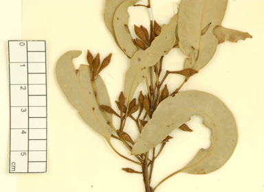 APII jpeg image of Eucalyptus crebra  © contact APII