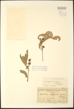 APII jpeg image of Eucalyptus melliodora x sideroxylon  © contact APII