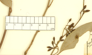 APII jpeg image of Eucalyptus crebra x populnea  © contact APII