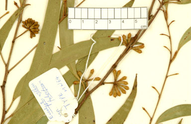 APII jpeg image of Eucalyptus willisii subsp. falciformis  © contact APII