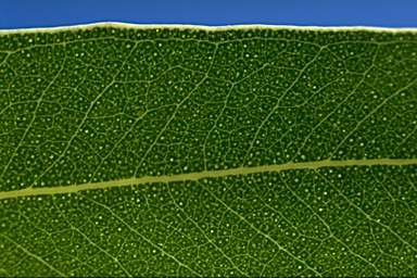 APII jpeg image of Eucalyptus chapmaniana  © contact APII