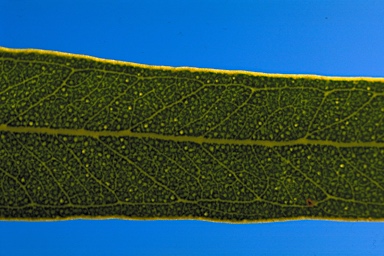 APII jpeg image of Eucalyptus subangusta subsp. pusilla  © contact APII