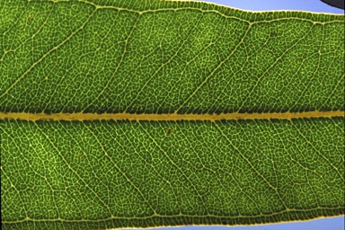 APII jpeg image of Eucalyptus curtisii  © contact APII