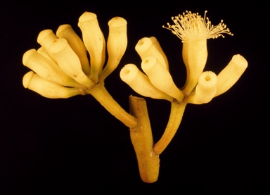 APII jpeg image of Eucalyptus cladocalyx  © contact APII