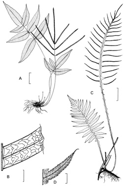 APII jpeg image of Pteridoblechnum neglectum,<br/>Pteridoblechnum acuminatum  © contact APII