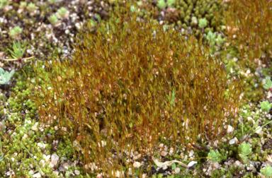 APII jpeg image of Tortula atrovirens  © contact APII