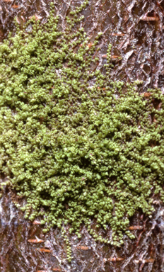 APII jpeg image of Diplasiolejunea pileatilobe  © contact APII