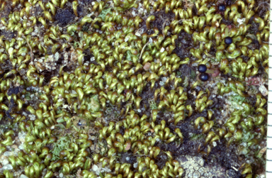 APII jpeg image of Eccremidium arcuatum  © contact APII