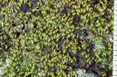 APII jpeg image of Eccremidium arcuatum  © contact APII