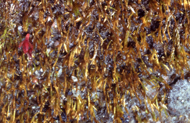 APII jpeg image of Eccremidium pulchellum  © contact APII